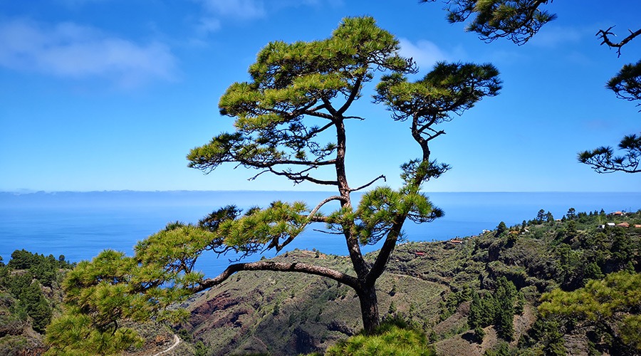 Ocho miradores para admirar la belleza de La Palma