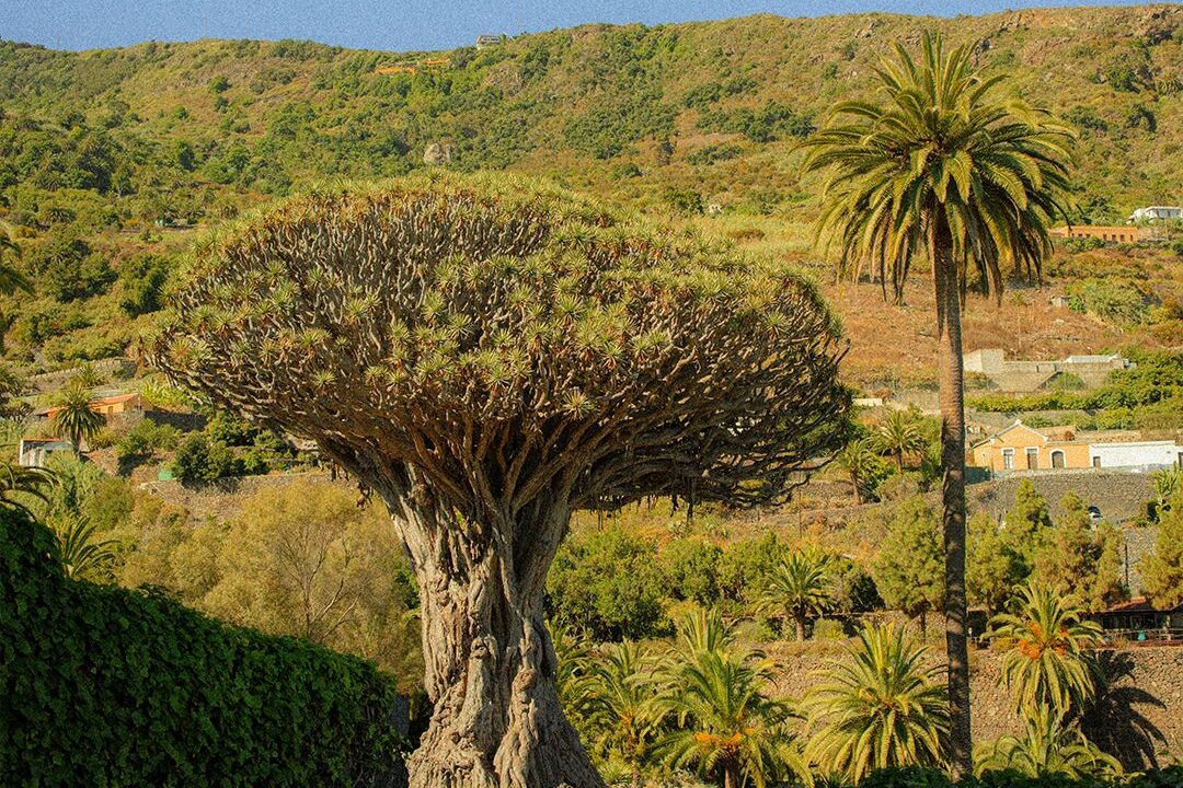 Icod de los Vinos, el municipio que refleja el espíritu del verano