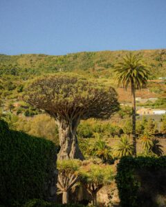 Icod de los Vinos, el municipio que refleja el espíritu del verano